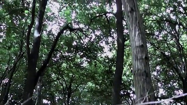 La Belle au Bois Dormant d'après l'Enfance au Bois Dormant.