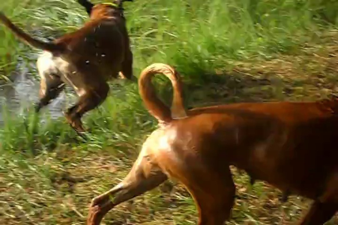 Geisha des Steppes Perdues (CHEYENNE de SAINT QUINIS X UCELLO du DOLON / Portée des "G" 2011) & Iowa du Ranch de la Rivière Espérance, 2014-09-04