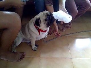 Barfi Comes to My Home On Onam