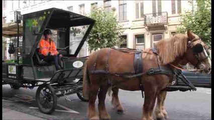 Caballos ayudan a ahorrar en recogida de basura y acercarse al ciudadano