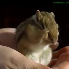 Best Vines - Slow Motion Cuteness  Facebook_(new)