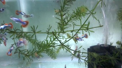 Dumbo Ears Platium Red Mosaic Halfmoon 0934322390