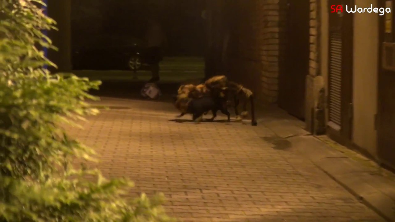 A dog dressed as a Mutant Giant Spider - Hilarious and scary prank!