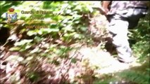 Vibo Valentia - Cinque piantagioni di Marijuana di tipo skunk a Cetraro (04.09.14)