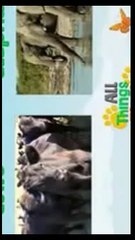 Birds video for kids _ Aerial Animals video for kid _ Kindergarten learning videos playlist HD