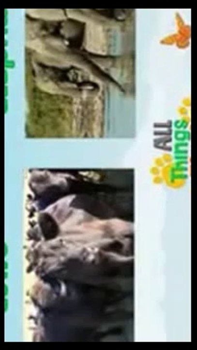 Birds video for kids _ Aerial Animals video for kid _ Kindergarten learning videos playlist HD