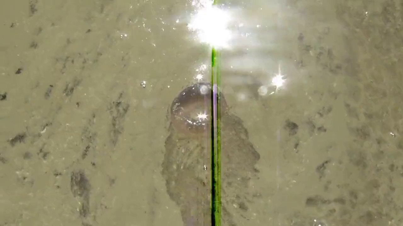 Jelly Thing