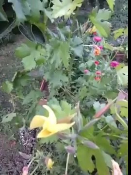 Ezan Okunurken Açan Çiçek - Ezan Çiçeği