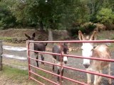 Cute Kids Video of Whole Donkey Herd. Sweet Animals