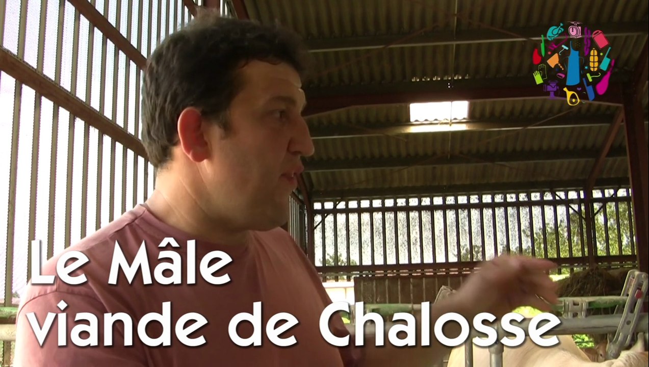 Boeuf de Chalosse épisode 4 : La mâle en élevage de chalosse