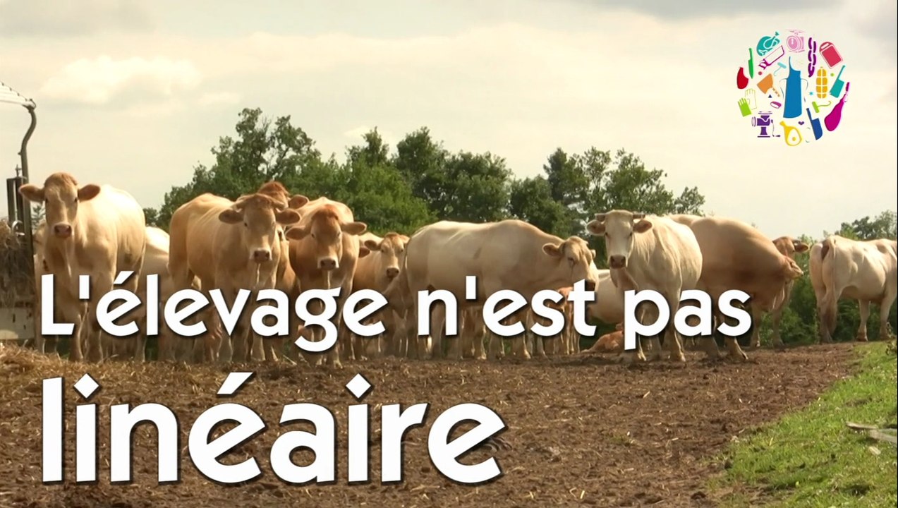 Boeuf de Chalosse épisode 6 : L'élevage c'est pas du linéaire.