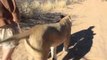 Man Joins African Lioness on Hunt