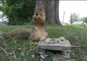 Squirrel Gets Amorous With Wildlife Camera
