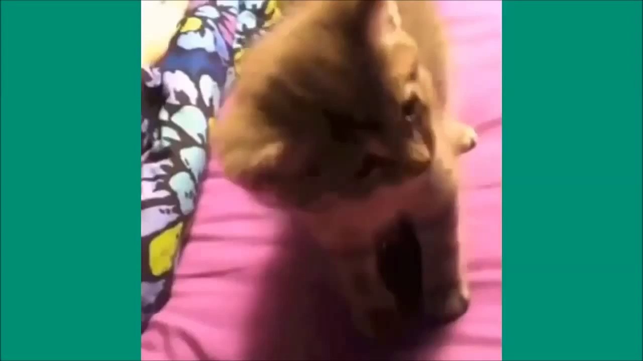 Les chats de Vine - Unbelievable vines lolcats 1 - funny cats vine