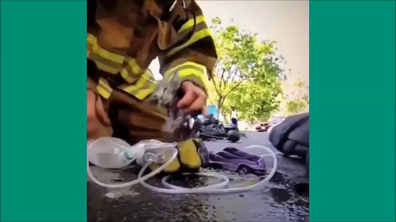 Les chats de Vine - Unbelievable vines lolcats 2 - funny cats vine