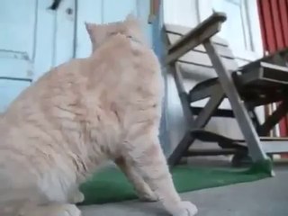 Funny Cat Chewing a Dogs Stick ~ Best Funny Animals 2014