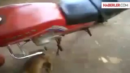 Kahraman Kedi Yavrusunu Köpekten Kurtardı