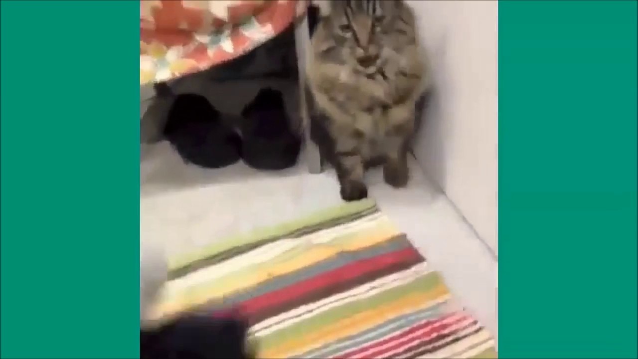 Les chats de Vine - Unbelievable vines lolcats 4 - funny cats vine