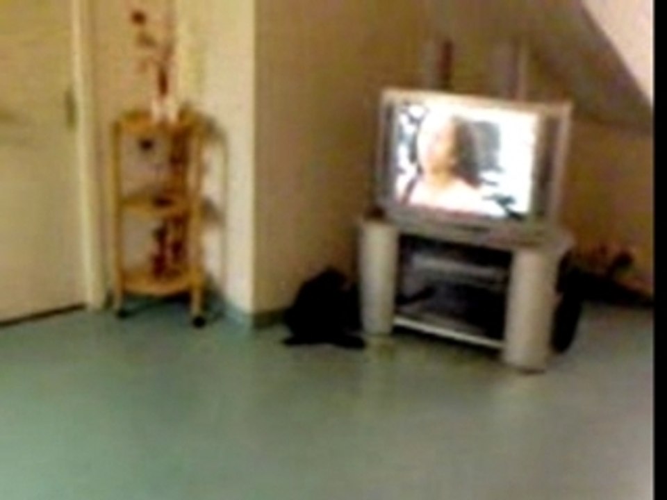 Le chat ouvre la porte