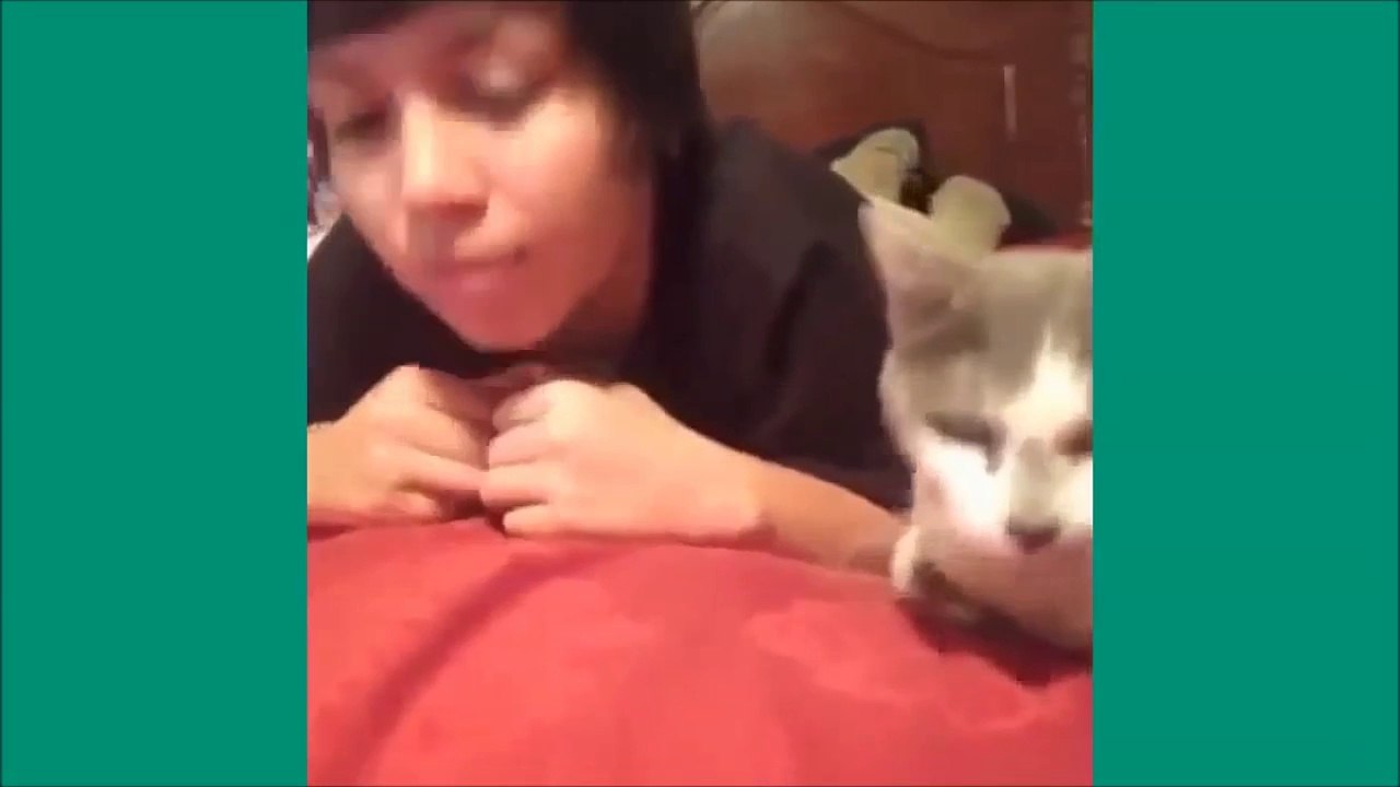 Les chats de Vine - Unbelievable vines lolcats 9 - funny cats vine