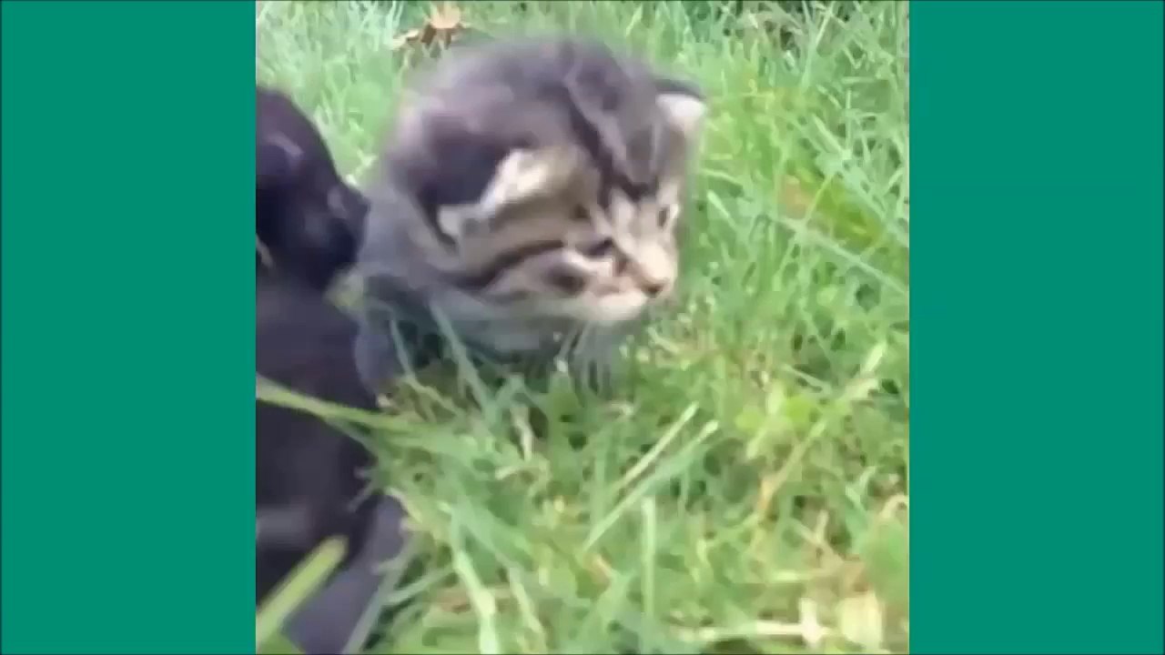 Les chats de Vine - Unbelievable vines lolcats 10 - funny cats vine