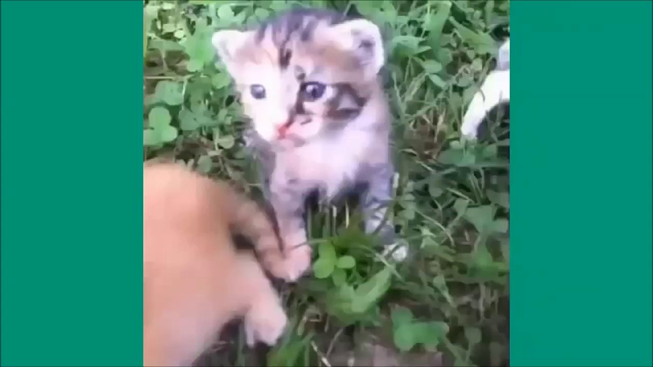 Les chats de Vine - Unbelievable vines lolcats 6 - funny cats vine