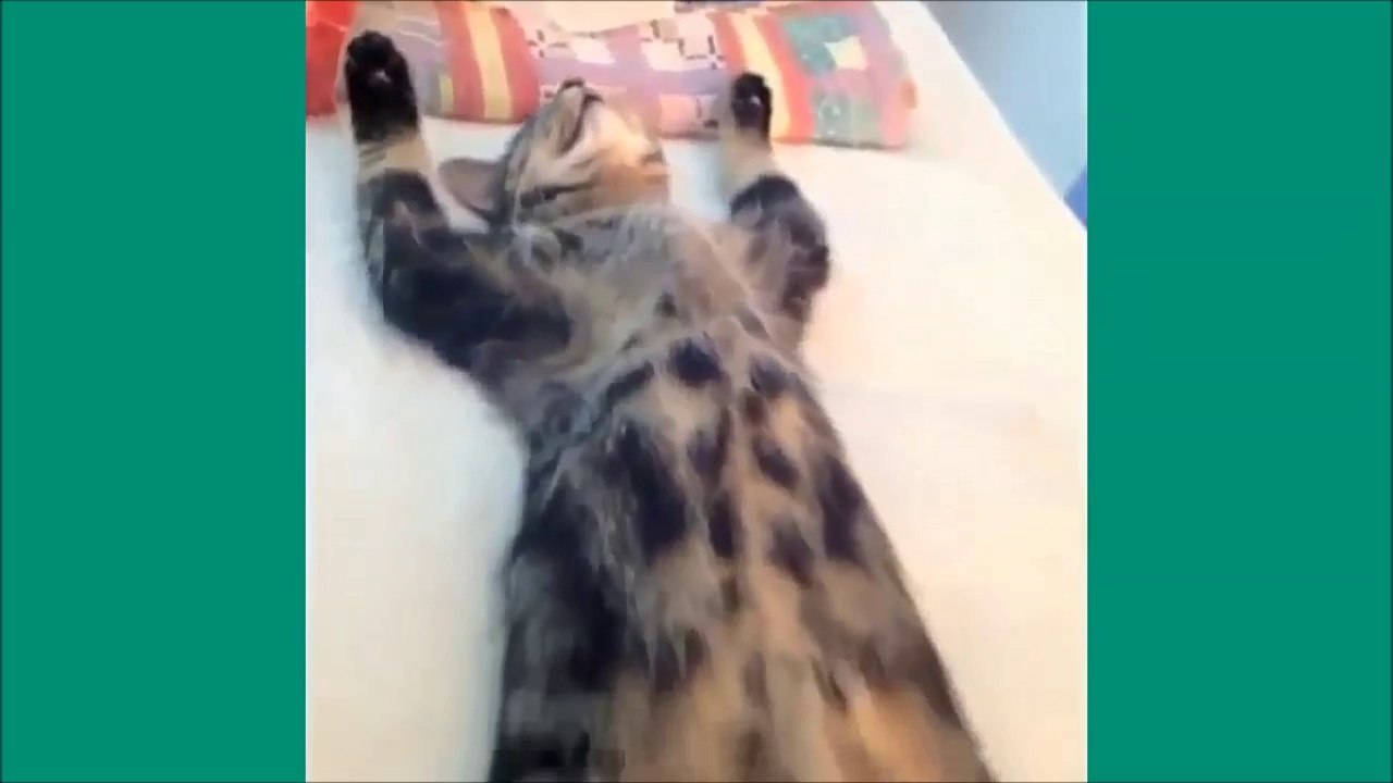 Les chats de Vine - Unbelievable vines lolcats 7 - funny cats vine
