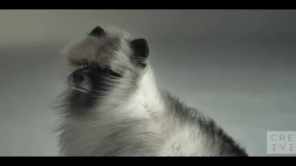 So hilarious Dogs Compilation