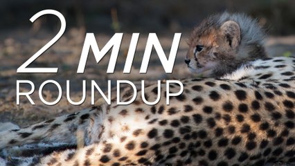 Captive cheetahs, flying monkeys & a giant sunfish