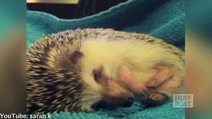 Ces bébés hérissons sont très fatigués