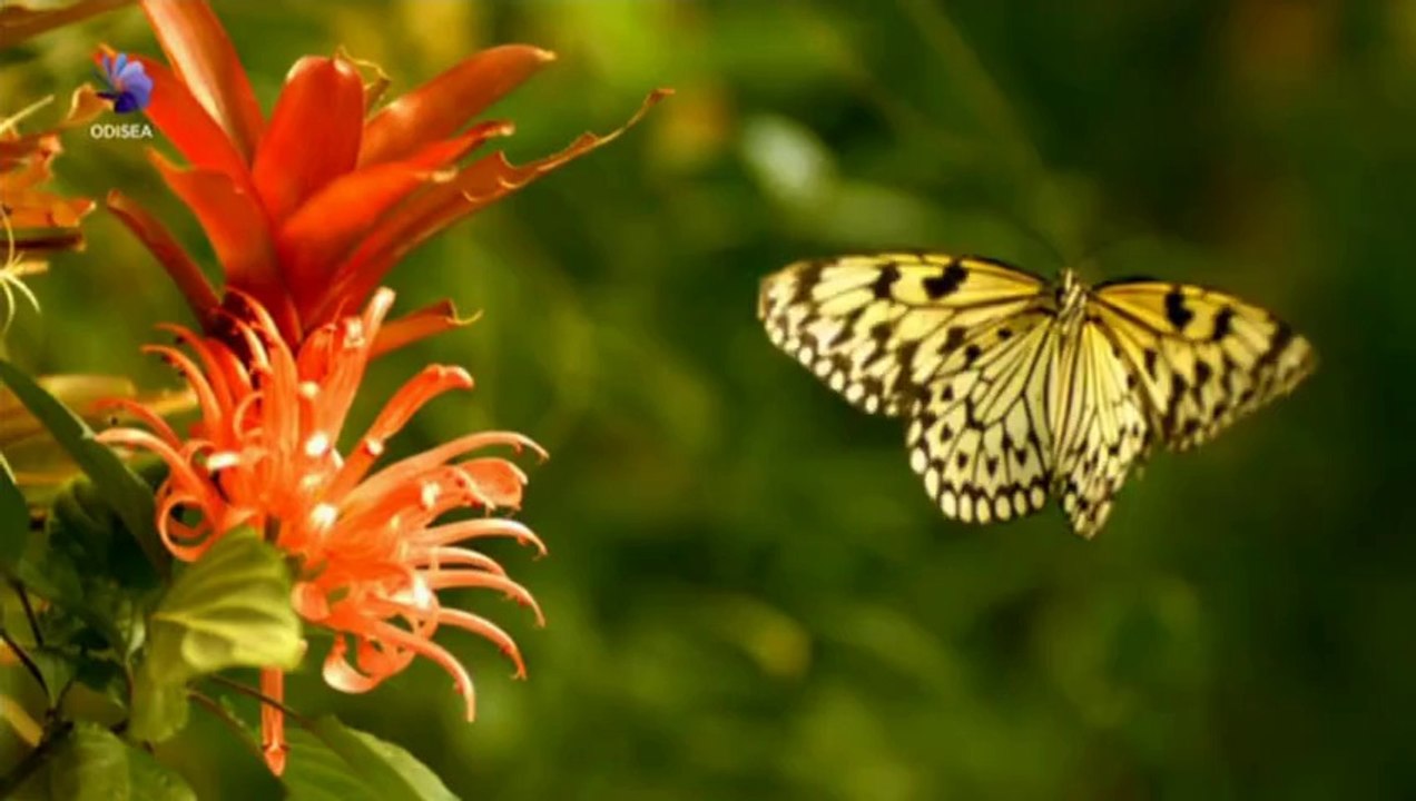 EL PODER DE LAS FLORES - DOCUMENTAL