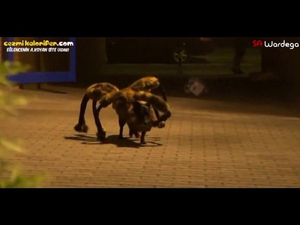 Köpeğe Tarantula Kostümü Giydirip Milleti Tırstırmak