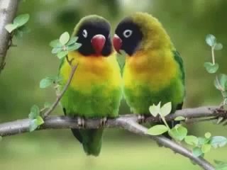 Love Bird Breeding ~ Best Funny Animals 2014