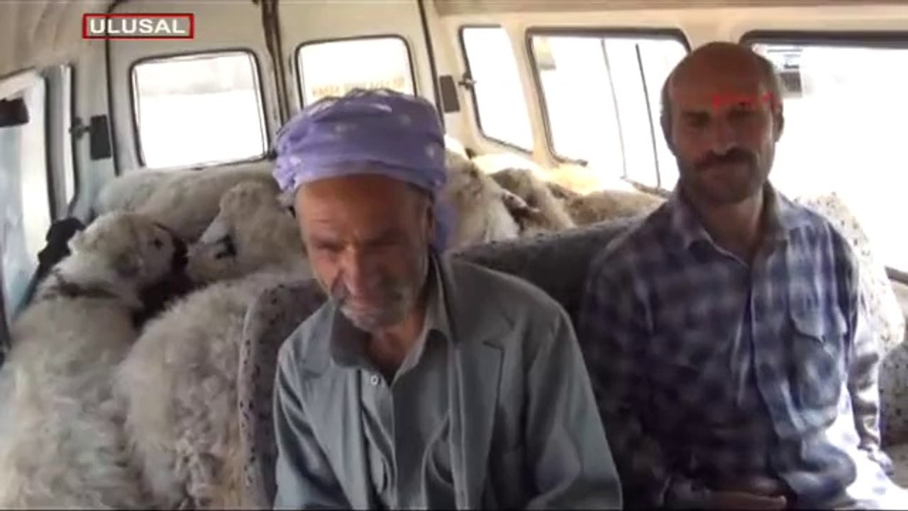 HAYVANLAR PAZARA ÇIKARILDI