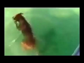 When Crazy Animals Attack Dog Attacks a Shark! ~ Best Funny Animals 2014