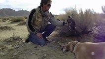 When Crazy Animals Attack Falcon Attacks Dog ~ Best Funny Animals 2014