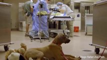 Concerned Puppy Comforts Cheetah Cub After Surgery