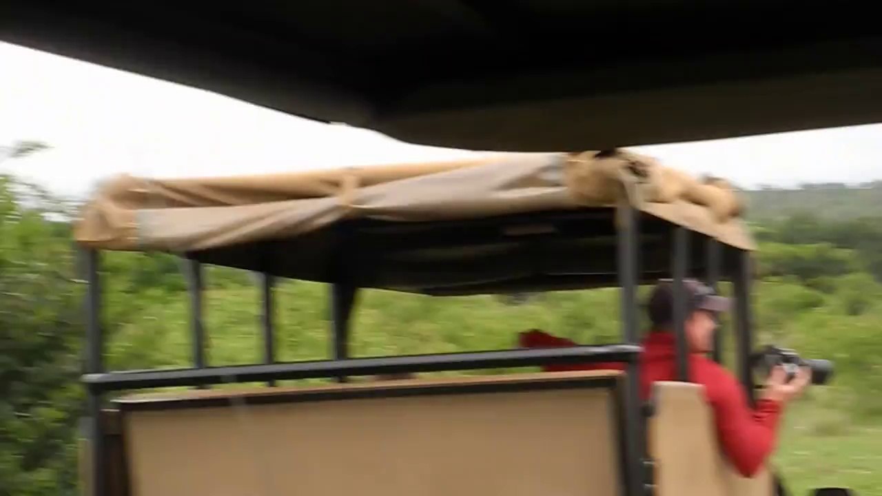 Two young male lions taught a lesson