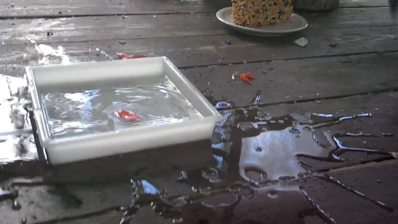 Un écureuil joue avec un ballon à eau