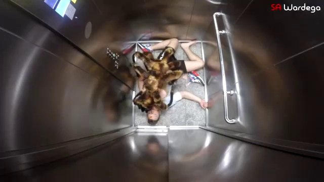 Tarantula kıyafeti giymiş bir köpek karşınıza çıksa ne yapardınız?