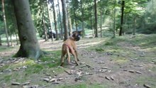 Zeppo, 4. sept