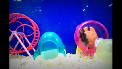 Come and Play with Me - Hamsters Play