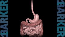 Gastric Bypass Animation By Dr Wade Barker