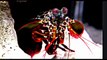 Mantis Shrimp kills with a Punch