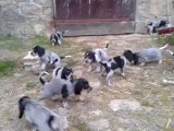 29 jours Chiots d' Hista X Estone