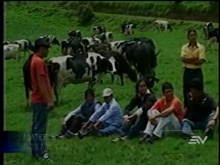 Download Video: El ganado sufre consecuencias por caída de ceniza del volcán Tungurahua