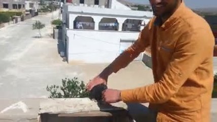 Sahibiyle kavga eden filo güvercini