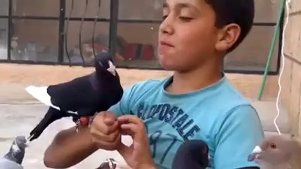 Ağzıyla Kara Müsevvet Filo Güvercinini Besleyen Çocuk