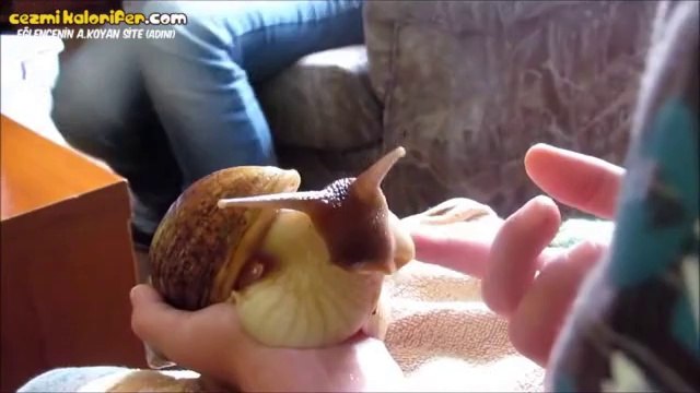 Evde Salyangoz Beslemek