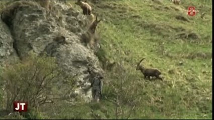 L’abattage des bouquetins du Bargy fait débat (Haute-Savoie)